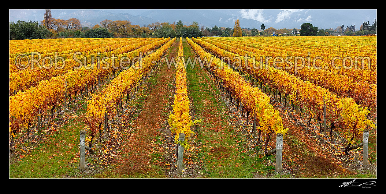 Image of Grapevines yellowing into Autumn colours on vineyard near Renwick. Panorama, Blenheim, Marlborough District, Marlborough Region, New Zealand (NZ) stock photo image