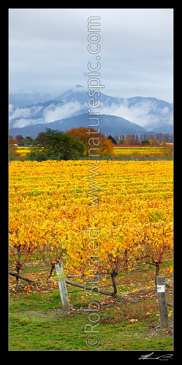 Image of Grapevines yellowing into Autumn colours on vineyard near Renwick. Misty Richmond Ranges behind. Vertical panorama, Blenheim, Marlborough District, Marlborough Region, New Zealand (NZ) stock photo image