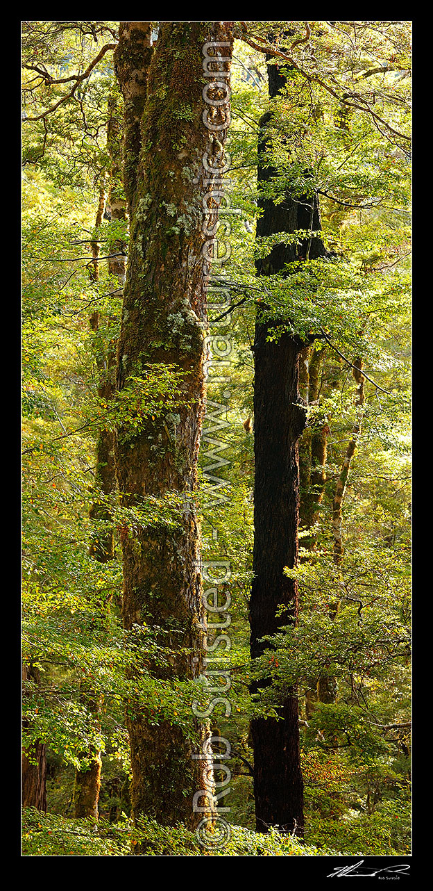 Image of Red Beech forest interior, trees, trunks and leaves (Fuscospora fusca, Syn Nothofagus fusca). Vertical panorama, Maruia, Buller District, West Coast Region, New Zealand (NZ) stock photo image