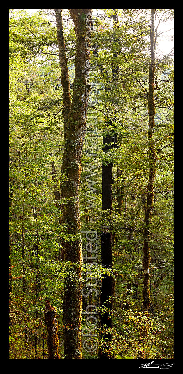 Image of Red Beech forest interior, trees, trunks and leaves (Fuscospora fusca, Syn Nothofagus fusca). Vertical panorama, Maruia, Buller District, West Coast Region, New Zealand (NZ) stock photo image