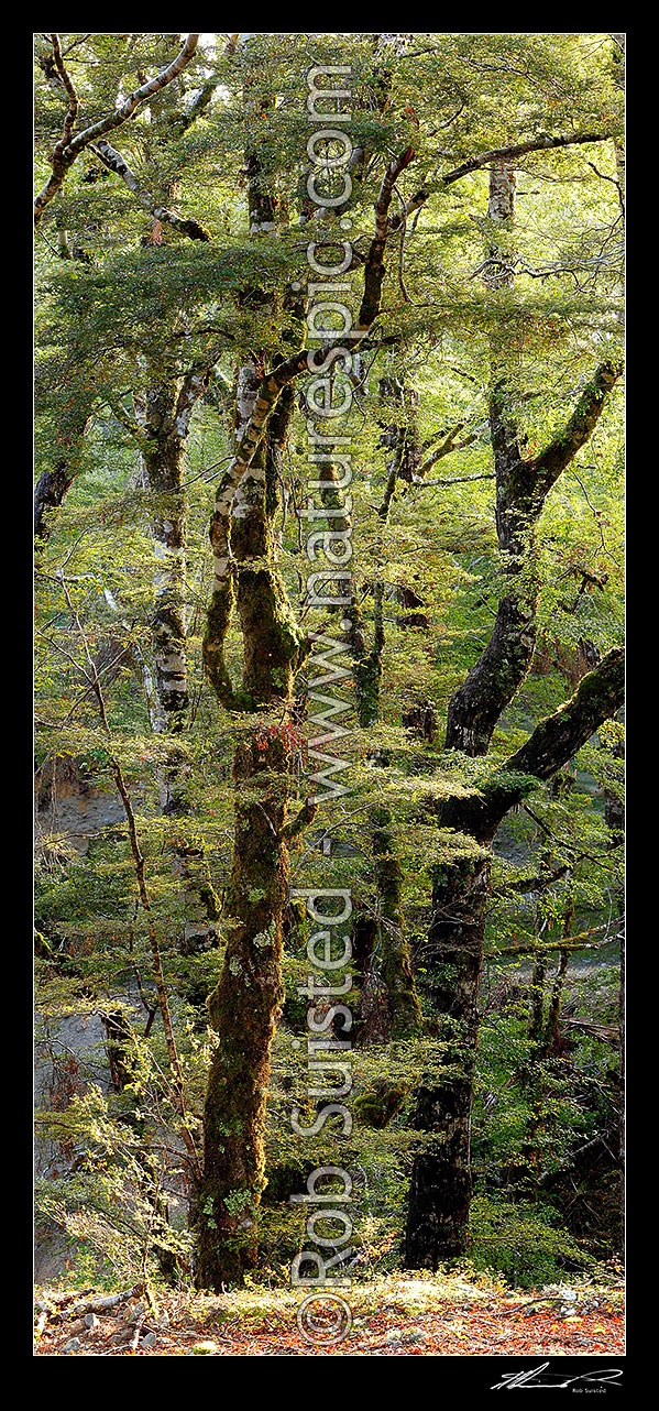 Image of Red Beech forest interior, trees, trunks and leaves (Fuscospora fusca, Syn Nothofagus fusca). Vertical panorama, Maruia, Buller District, West Coast Region, New Zealand (NZ) stock photo image