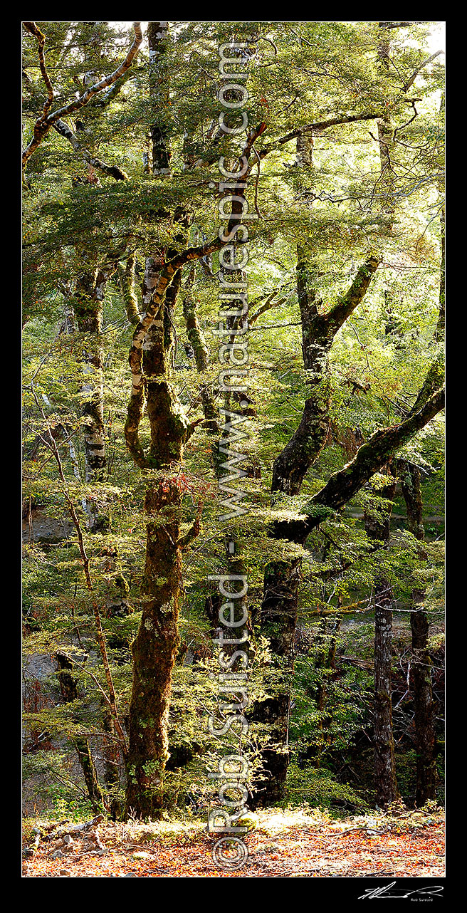 Image of Red Beech forest interior, trees, trunks and leaves (Fuscospora fusca, Syn Nothofagus fusca). Vertical panorama, Maruia, Buller District, West Coast Region, New Zealand (NZ) stock photo image