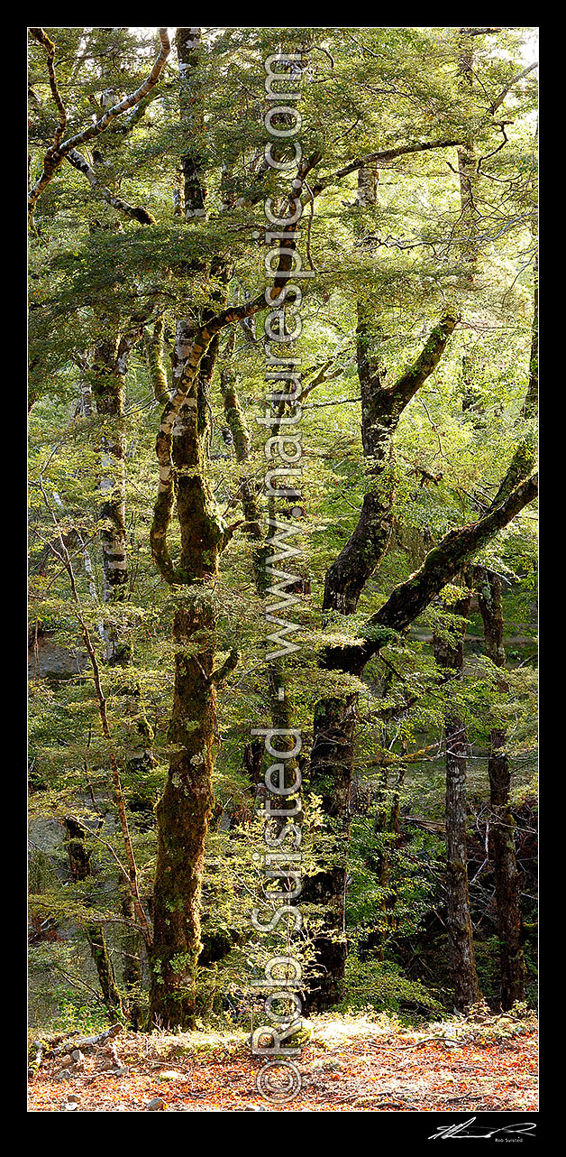 Image of Red Beech forest interior, trees, trunks and leaves (Fuscospora fusca, Syn Nothofagus fusca). Vertical panorama, Maruia, Buller District, West Coast Region, New Zealand (NZ) stock photo image