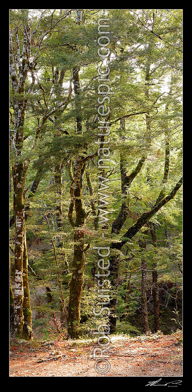 Image of Red Beech forest interior, trees, trunks and leaves (Fuscospora fusca, Syn Nothofagus fusca). Vertical panorama, Maruia, Buller District, West Coast Region, New Zealand (NZ) stock photo image