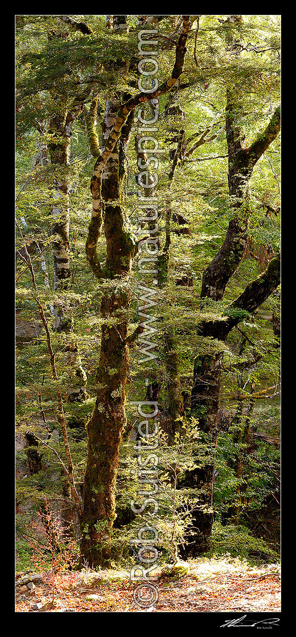 Image of Red Beech forest interior, trees, trunks and leaves (Fuscospora fusca, Syn Nothofagus fusca). Vertical panorama, Maruia, Buller District, West Coast Region, New Zealand (NZ) stock photo image