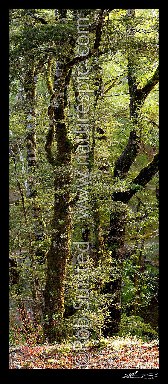 Image of Red Beech forest interior, trees, trunks and leaves (Fuscospora fusca, Syn Nothofagus fusca). Vertical panorama, Maruia, Buller District, West Coast Region, New Zealand (NZ) stock photo image