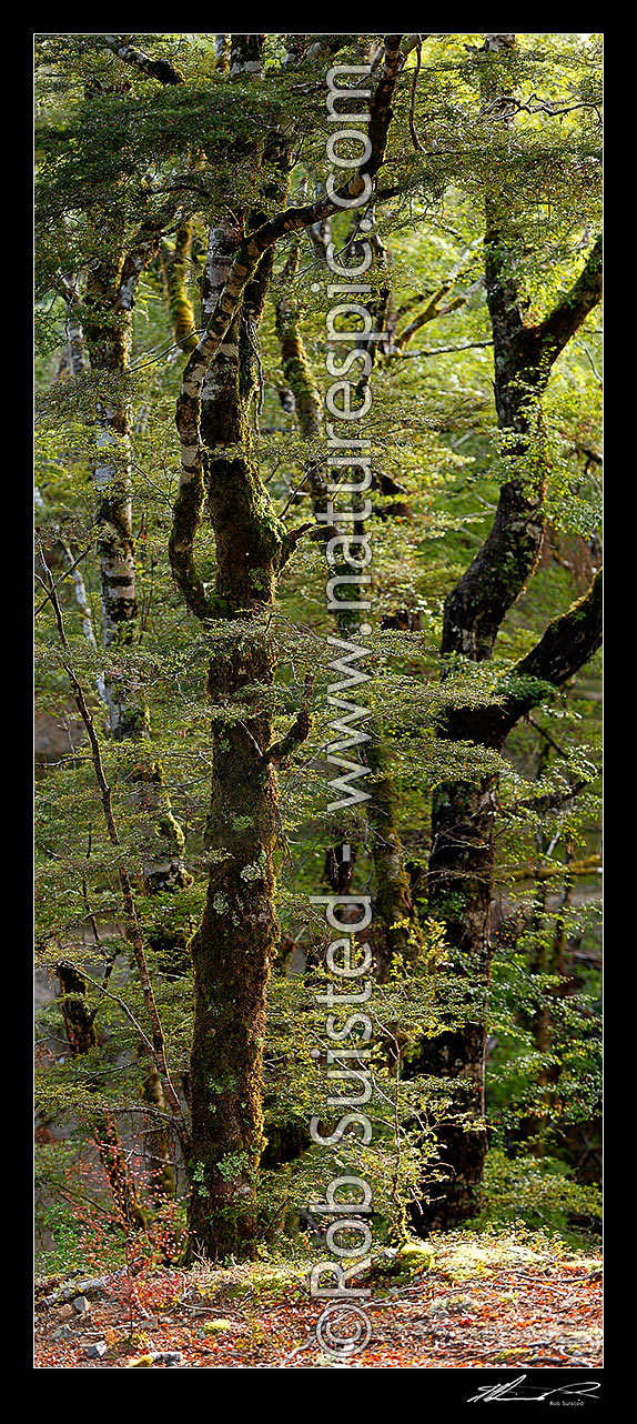 Image of Red Beech forest interior, trees, trunks and leaves (Fuscospora fusca, Syn Nothofagus fusca). Vertical panorama, Maruia, Buller District, West Coast Region, New Zealand (NZ) stock photo image