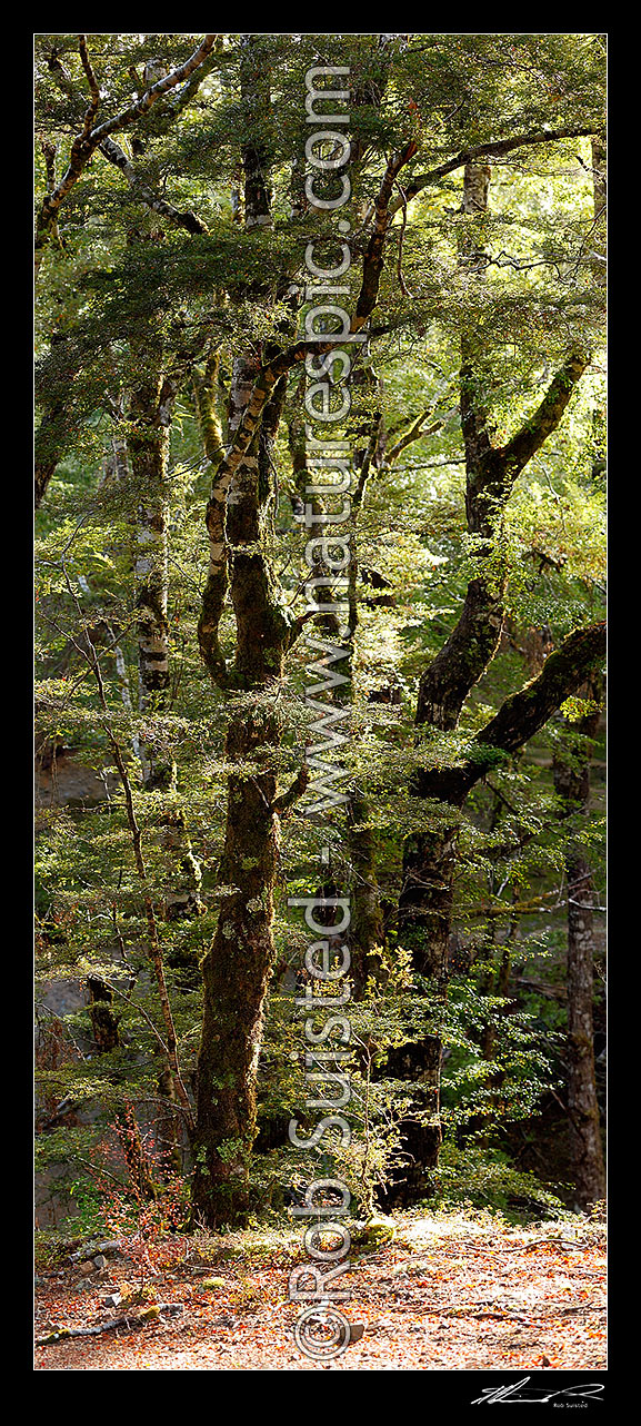 Image of Red Beech forest interior, trees, trunks and leaves (Fuscospora fusca, Syn Nothofagus fusca). Vertical panorama, Maruia, Buller District, West Coast Region, New Zealand (NZ) stock photo image