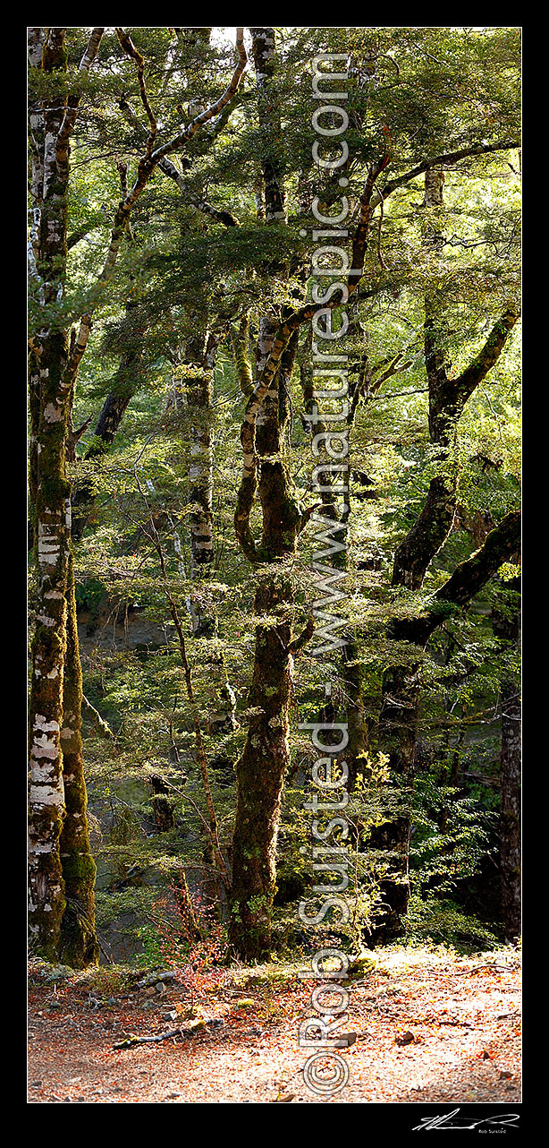 Image of Red Beech forest interior, trees, trunks and leaves (Fuscospora fusca, Syn Nothofagus fusca). Vertical panorama, Maruia, Buller District, West Coast Region, New Zealand (NZ) stock photo image