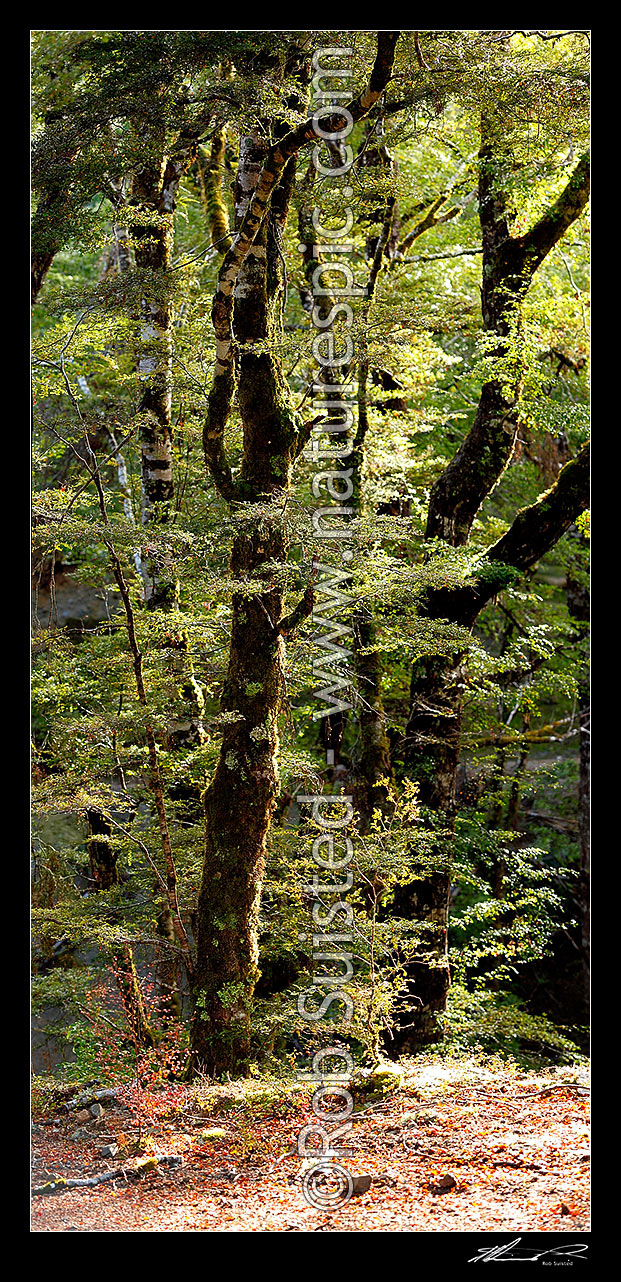 Image of Red Beech forest interior, trees, trunks and leaves (Fuscospora fusca, Syn Nothofagus fusca). Vertical panorama, Maruia, Buller District, West Coast Region, New Zealand (NZ) stock photo image