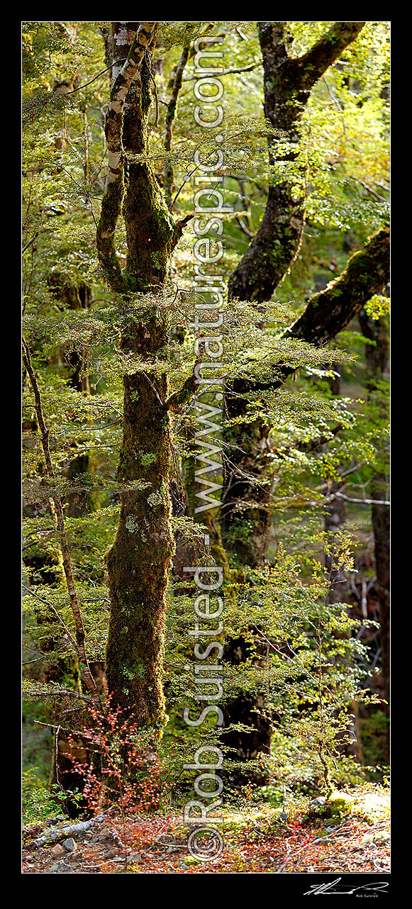 Image of Red Beech forest interior, trees, trunks and leaves (Fuscospora fusca, Syn Nothofagus fusca). Vertical panorama, Maruia, Buller District, West Coast Region, New Zealand (NZ) stock photo image