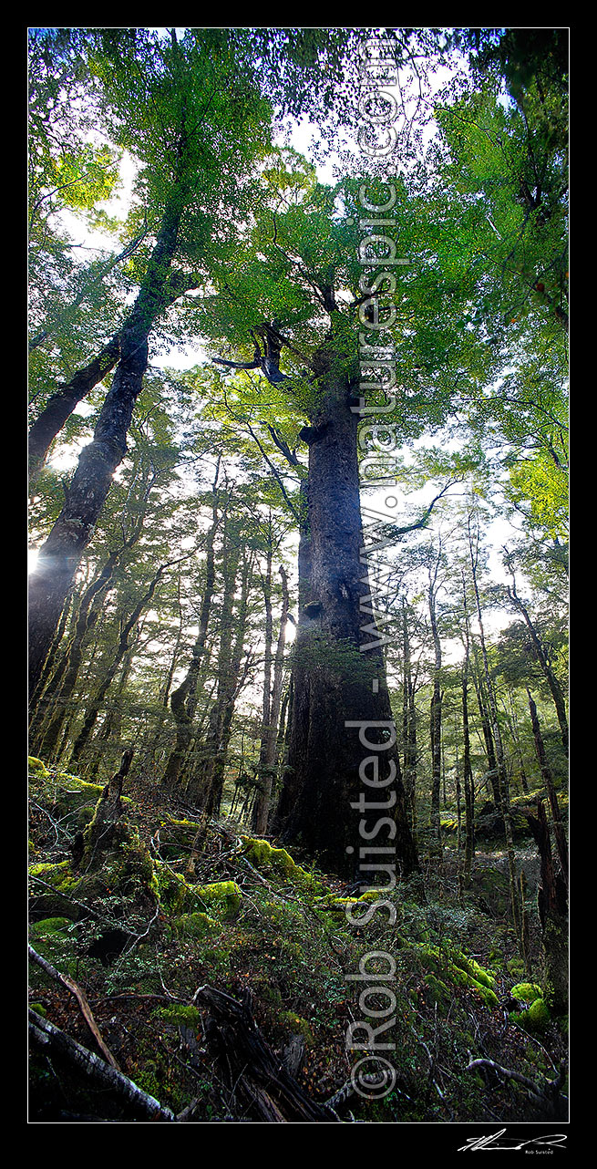 Image of Red Beech forest interior, trees, trunks and leaves (Fuscospora fusca, Syn Nothofagus fusca). Vertical panorama, Maruia, Buller District, West Coast Region, New Zealand (NZ) stock photo image