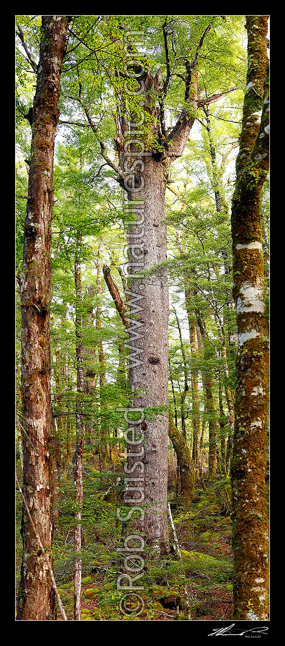 Image of Large Red Beech tree inside beech forest interior (Fuscospora fusca, Syn Nothofagus fusca). Vertical panorama, Maruia, Buller District, West Coast Region, New Zealand (NZ) stock photo image