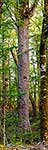 Giant Red Beech tree