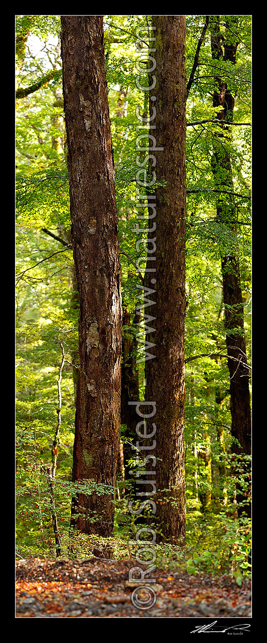 Image of Twin Red Beech trunks in forest interior with trees, trunks and leaves (Fuscospora fusca, Syn Nothofagus fusca). Vertical panorama, Maruia, Buller District, West Coast Region, New Zealand (NZ) stock photo image