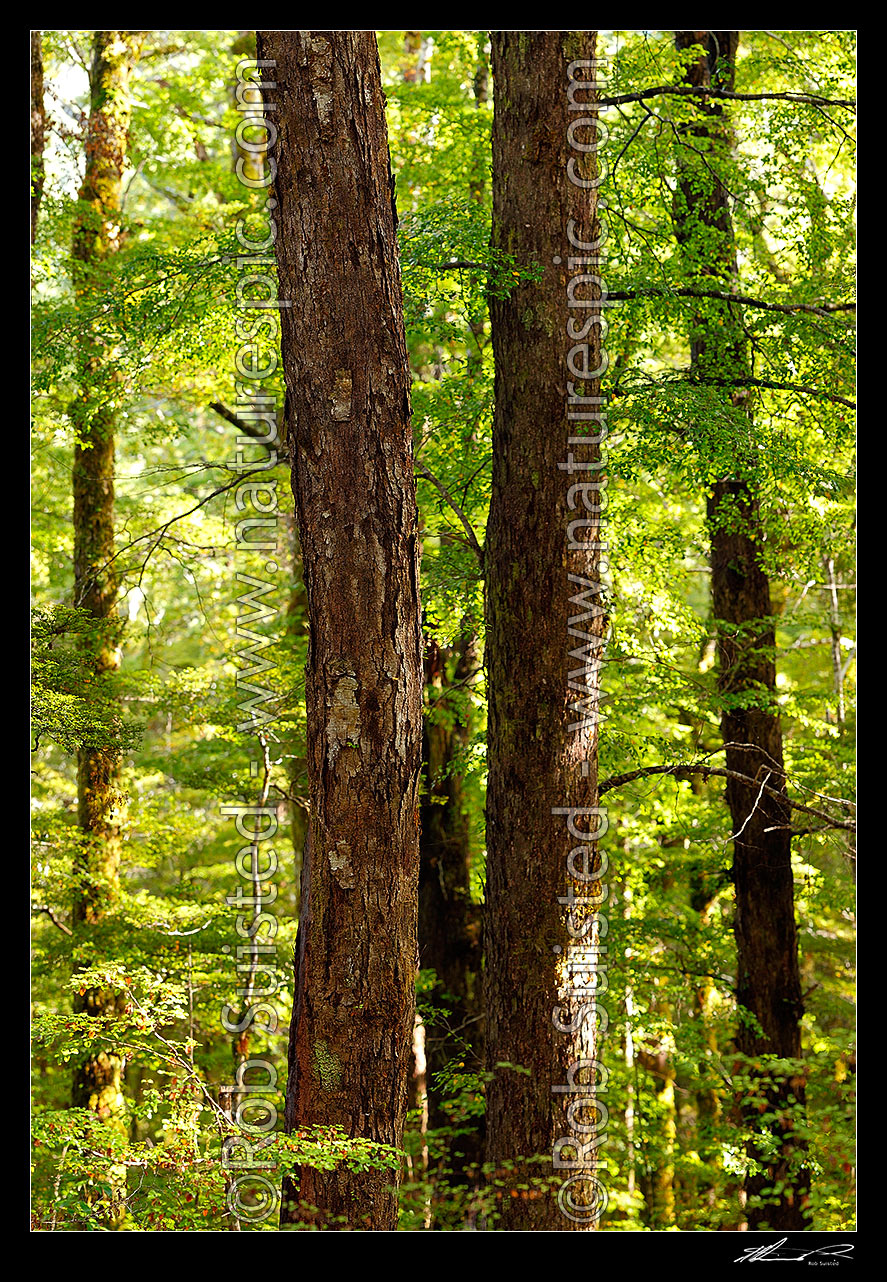 Image of Twin Red Beech trunks in forest interior with trees, trunks and leaves (Fuscospora fusca, Syn Nothofagus fusca). Square format, Maruia, Buller District, West Coast Region, New Zealand (NZ) stock photo image