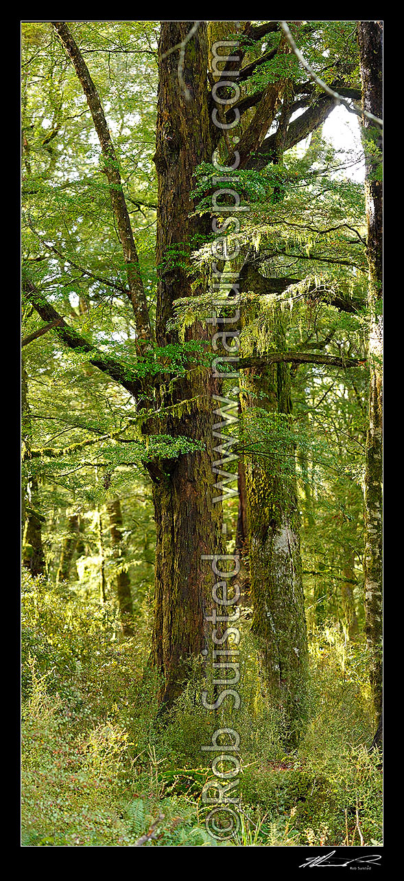 Image of Large Red Beech tree inside beech forest interior (Fuscospora fusca, Syn Nothofagus fusca). Vertical panorama. Warbeck Scenic Reserve, Maruia, Buller District, West Coast Region, New Zealand (NZ) stock photo image