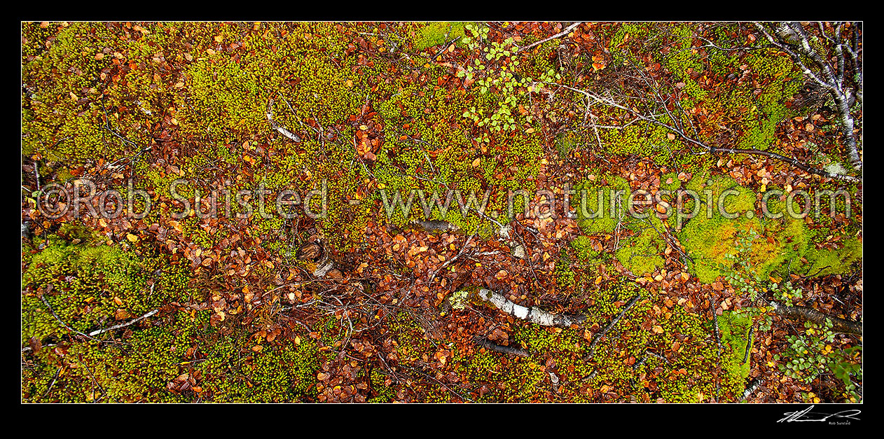 Image of Forest floor litter and detritus in a Red Beech Forest (Fuscospora fusca, Syn Nothofagus fusca), with leaf fall and moss. Panorama, Maruia, Buller District, West Coast Region, New Zealand (NZ) stock photo image