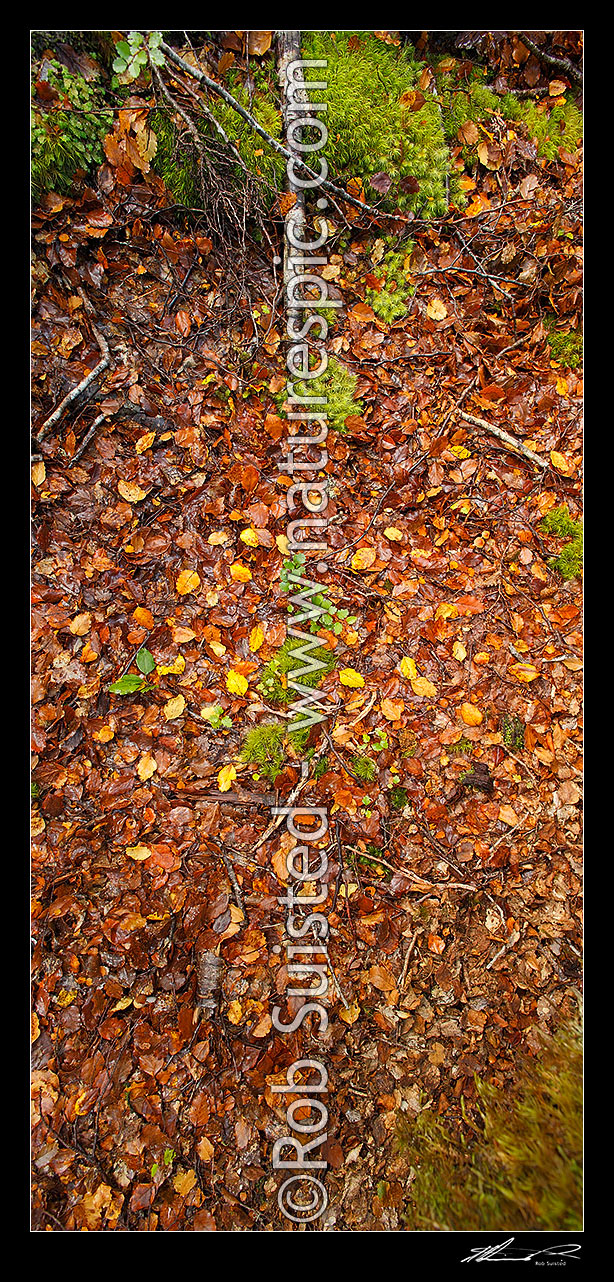 Image of Forest floor litter and detritus in a Red Beech Forest (Fuscospora fusca, Syn Nothofagus fusca), with leaf fall, beech seedlings and moss. Vertical panorama, Maruia, Buller District, West Coast Region, New Zealand (NZ) stock photo image