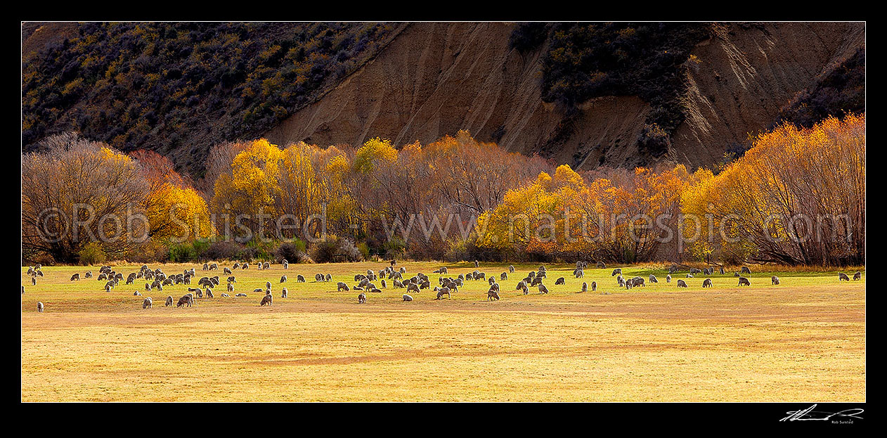 Image of Merino sheep grazing on pasture with autumn coloured willow trees as background. Panorama, Cardrona Valley, Queenstown Lakes District, Otago Region, New Zealand (NZ) stock photo image