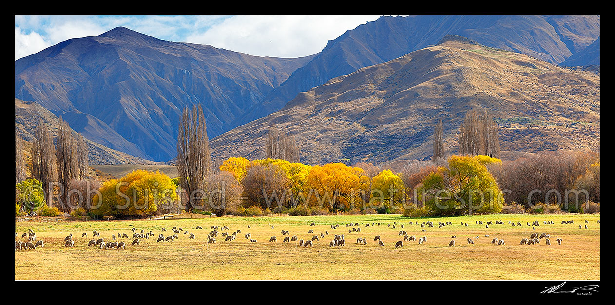 Image of Merino sheep grazing on pasture with autumn coloured willow trees as background. Panorama, Cardrona Valley, Queenstown Lakes District, Otago Region, New Zealand (NZ) stock photo image