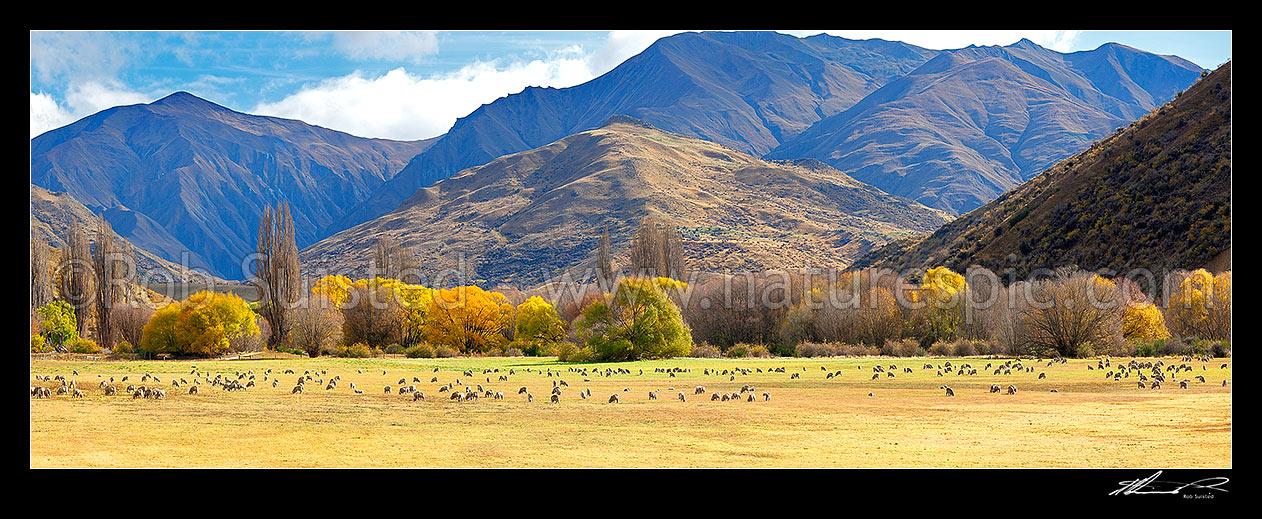 Image of Merino sheep grazing on pasture with autumn coloured willow trees as background. Panorama, Cardrona Valley, Queenstown Lakes District, Otago Region, New Zealand (NZ) stock photo image