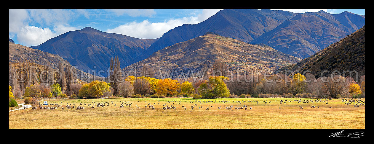 Image of Merino sheep grazing on pasture with autumn coloured willow trees as background. Panorama, Cardrona Valley, Queenstown Lakes District, Otago Region, New Zealand (NZ) stock photo image