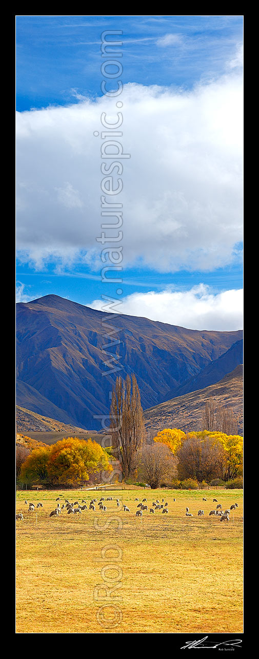 Image of Merino sheep grazing on pasture with autumn coloured willow trees as background. Vertical panorama, Cardrona Valley, Queenstown Lakes District, Otago Region, New Zealand (NZ) stock photo image