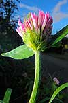 Red clover flower