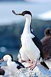 Blue-eyed shag