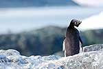 Adelie penguin