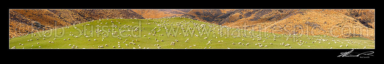 Image of Large flock of sheep feeding on rolling grassland pasture, with red tussock behind. Lush farmland. Massive panorama file, Mossburn, Southland District, Southland Region, New Zealand (NZ) stock photo image