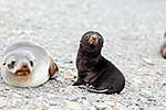 Antarctic Fur Seal