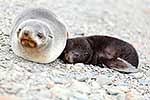 Antarctic Fur Seal