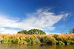 Whitestone river with long grass