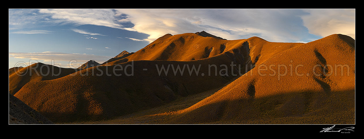 Image of Lindis Pass rolling high country hills covered with tussock, at sunset. Southern side of pass. Panorama in evening light, Lindis Pass, Central Otago District, Otago Region, New Zealand (NZ) stock photo image