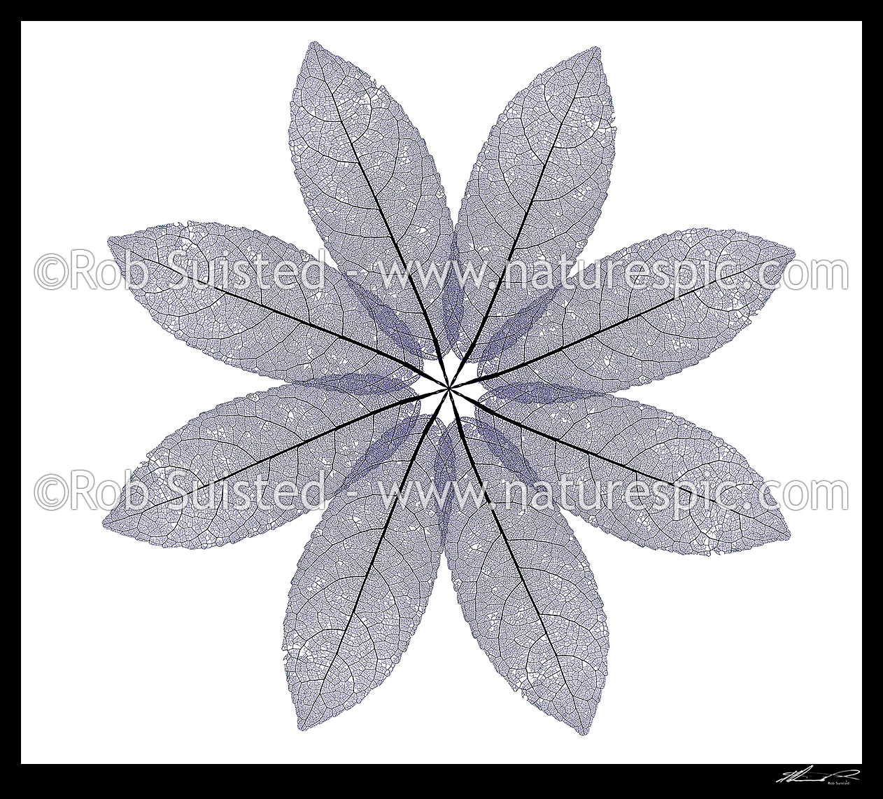 Image of Radial star pattern of eight leaf skeletons of NZ native Mahoe tree leaf (Melicytus ramiflorus). Blue on white background, New Zealand (NZ) stock photo image