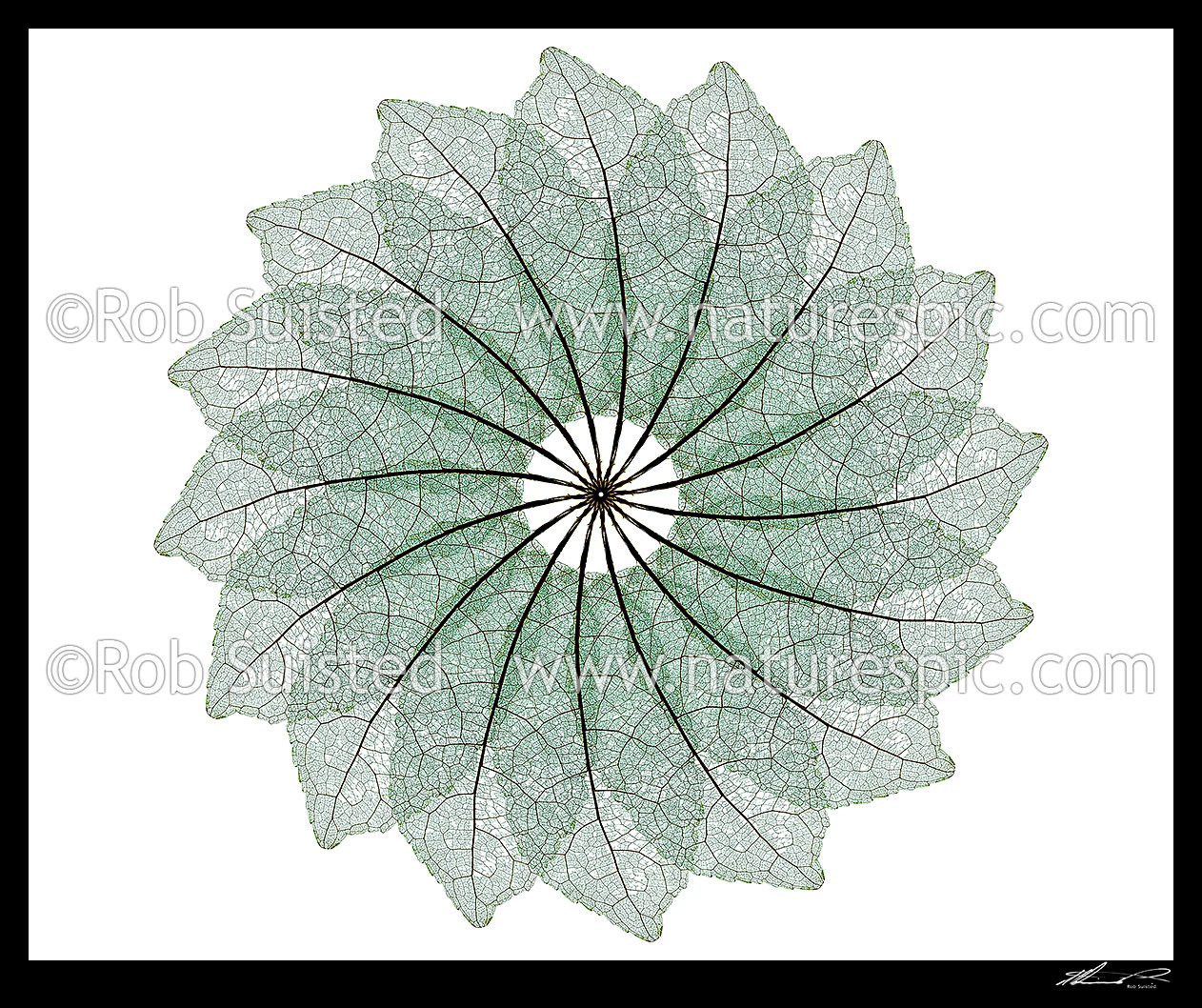 Image of Radial star spinning pattern of 16 leaf skeletons of NZ native Mahoe tree leaf (Melicytus ramiflorus). White background, New Zealand (NZ) stock photo image