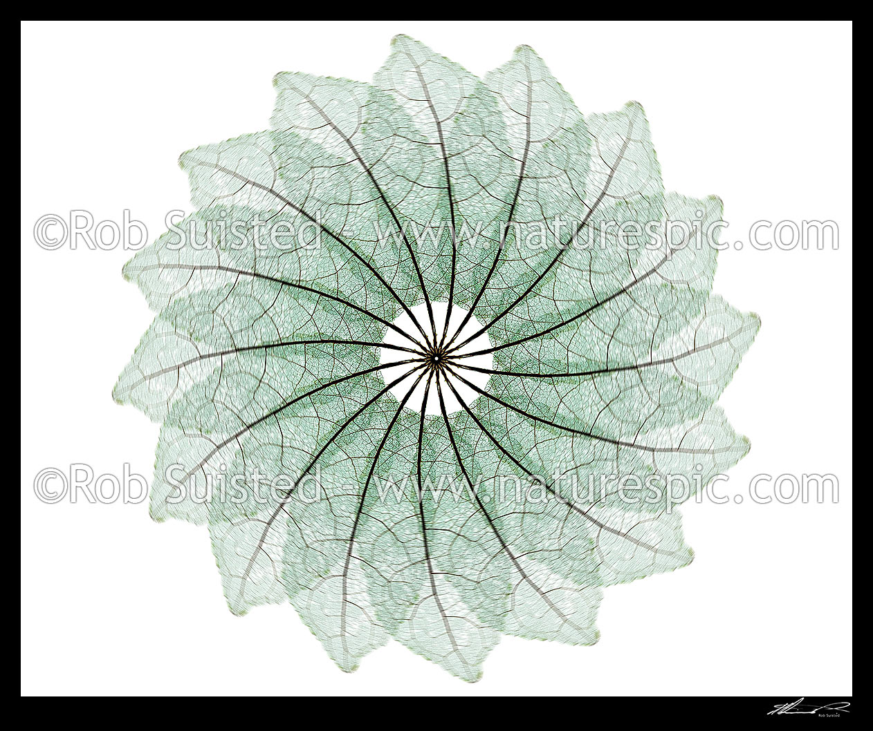 Image of Radial star spinning pattern with blur of 16 leaf skeletons of NZ native Mahoe tree leaf (Melicytus ramiflorus). White background, New Zealand (NZ) stock photo image