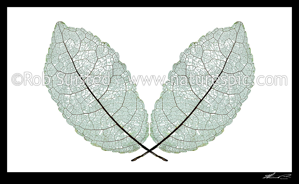 Image of Leaf skeleton closeup showing leaf mid ribs, veins and stem structure of NZ native Mahoe tree leaf (Melicytus ramiflorus). Two leaves in cross pattern, New Zealand (NZ) stock photo image