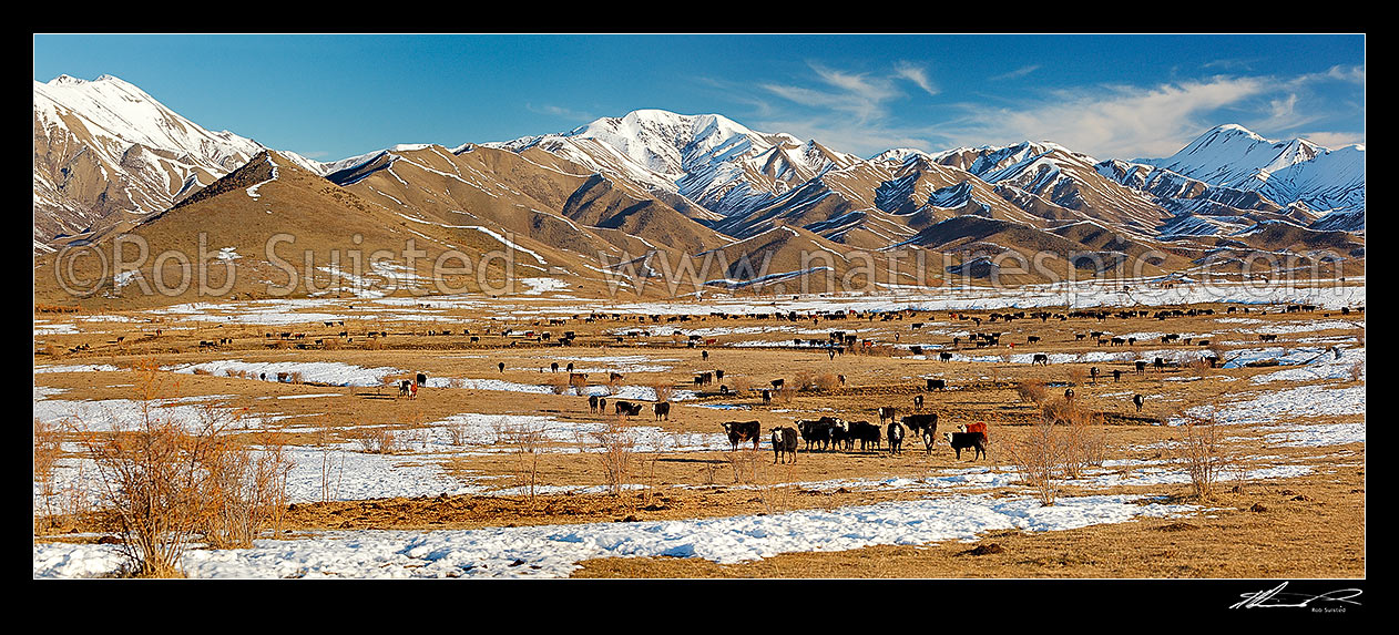 Image of Cattle amongst winter snows on Molesworth Station, Awatere headwaters. Panorama, Molesworth Station, Marlborough District, Marlborough Region, New Zealand (NZ) stock photo image