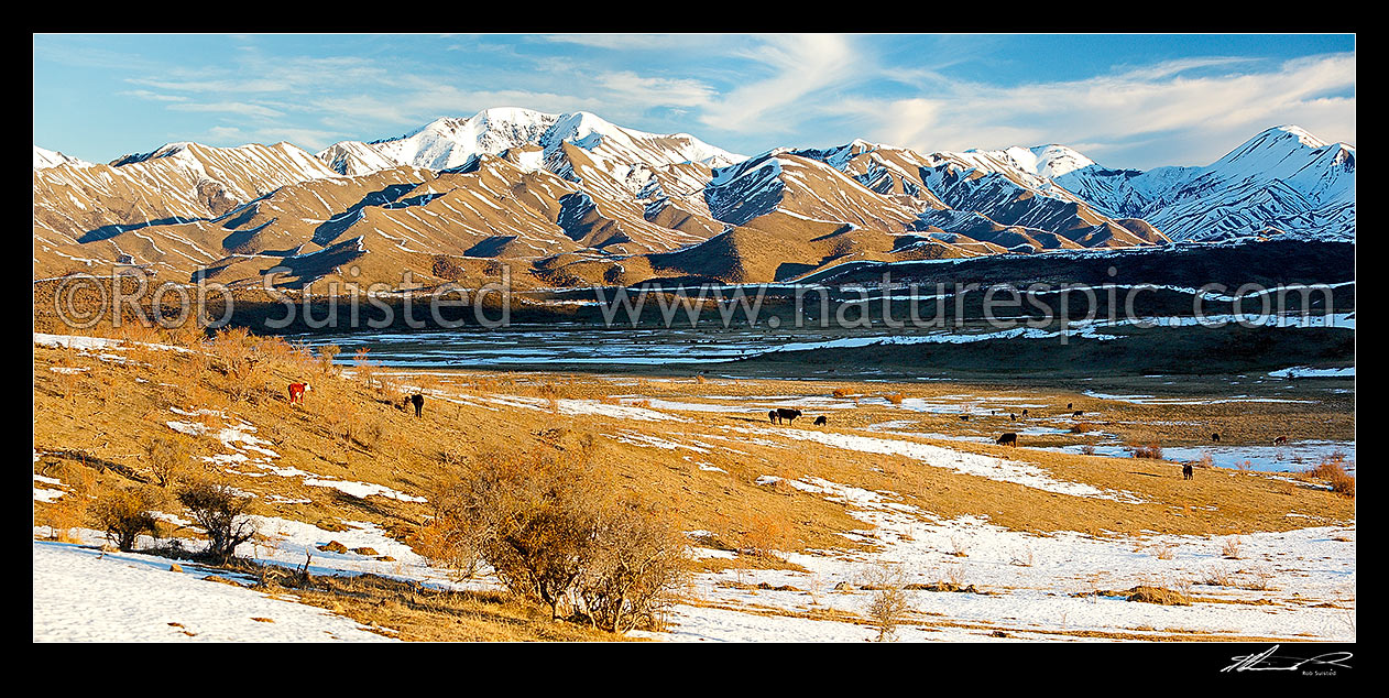 Image of Cattle amongst winter snows on Molesworth Station, Awatere headwaters. Panorama, Molesworth Station, Marlborough District, Marlborough Region, New Zealand (NZ) stock photo image