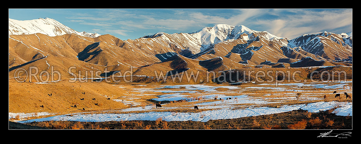 Image of Cattle amongst winter snows on Molesworth Station, Awatere headwaters. Panorama, Molesworth Station, Marlborough District, Marlborough Region, New Zealand (NZ) stock photo image