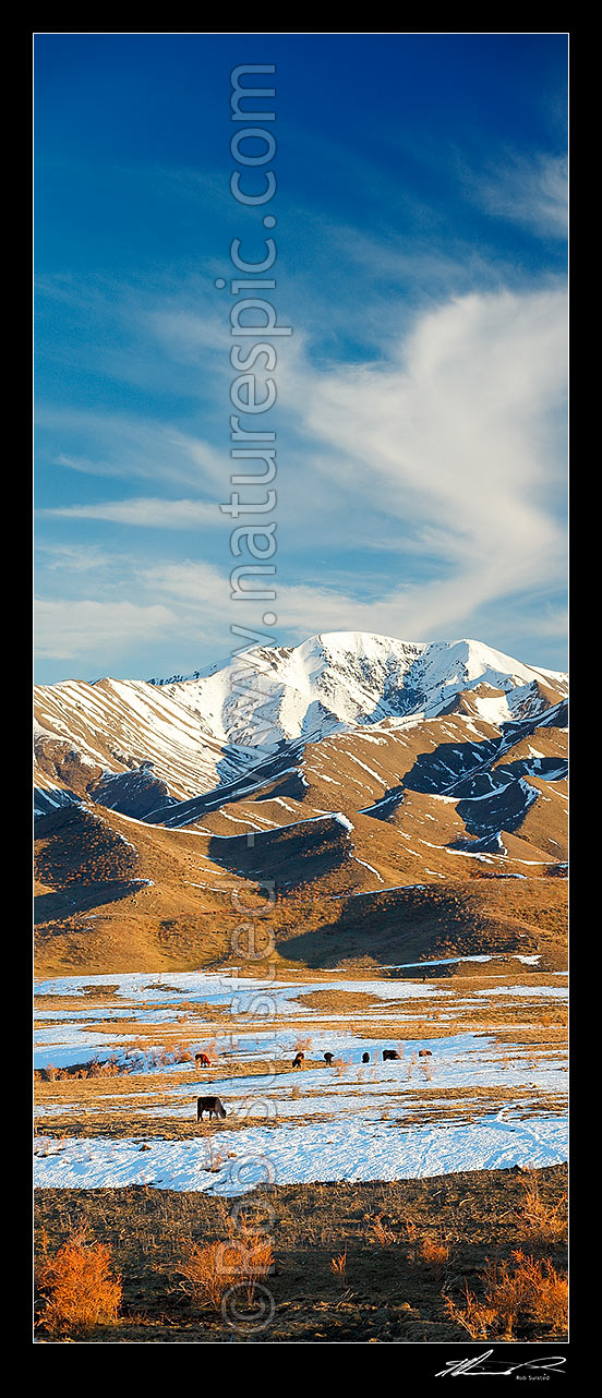 Image of Cattle amongst winter snows on Molesworth Station, Awatere headwaters. Vertical panorama, Molesworth Station, Marlborough District, Marlborough Region, New Zealand (NZ) stock photo image