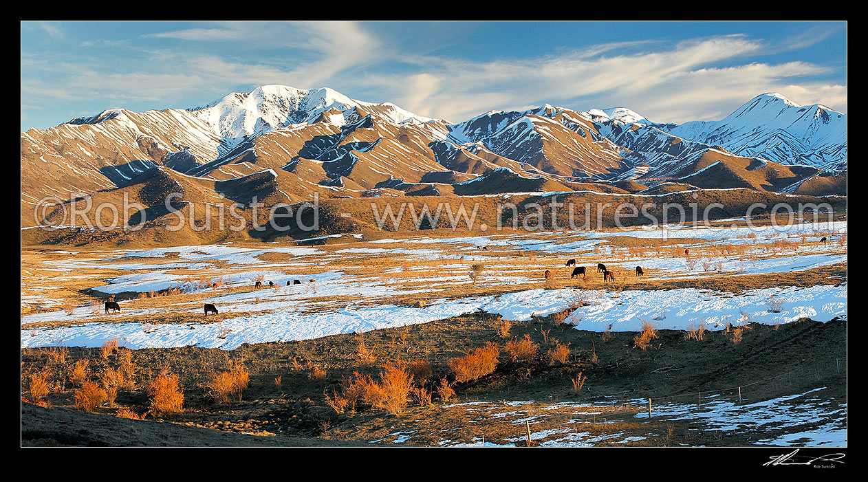 Image of Cattle amongst winter snows on Molesworth Station, Awatere headwaters. Panorama, Molesworth Station, Marlborough District, Marlborough Region, New Zealand (NZ) stock photo image