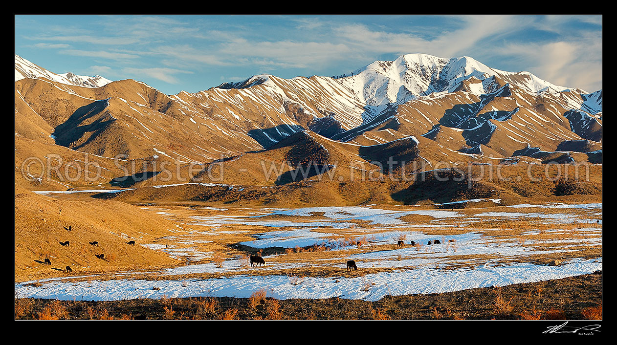 Image of Cattle amongst winter snows on Molesworth Station, Awatere headwaters. Panorama, Molesworth Station, Marlborough District, Marlborough Region, New Zealand (NZ) stock photo image