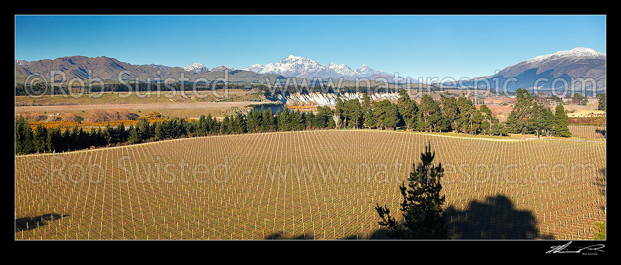 Image of Mount Tapuae-o-uenuku (2885m), Inland Kaikoura Ranges, above grape vineyards in the lower Awatere River Valley. Mt Alarm and Mitre Peak right. Panorama, Seddon, Marlborough District, Marlborough Region, New Zealand (NZ) stock photo image