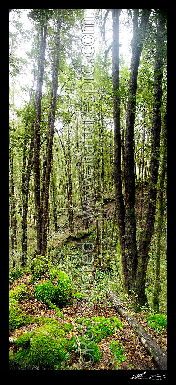 Image of Red Beech forest interior (Fuscospora fusca, Syn Nothofagus fusca) in Eglinton Valley, vertical panorama, Fiordland National Park, Southland District, Southland Region, New Zealand (NZ) stock photo image