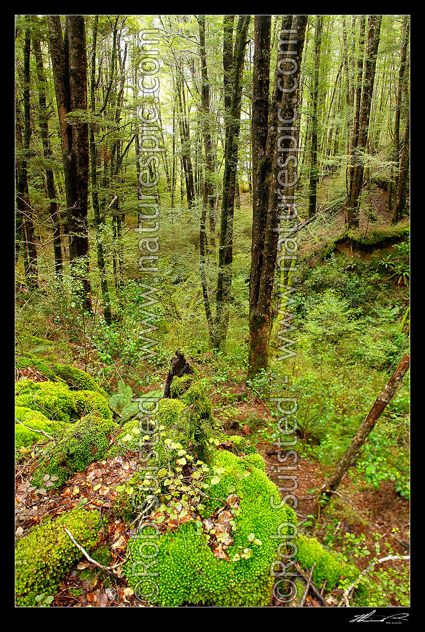 Image of Red Beech forest interior (Fuscospora fusca, Syn Nothofagus fusca) in Eglinton Valley, with lush moss and seedlings in foreground, Fiordland National Park, Southland District, Southland Region, New Zealand (NZ) stock photo image