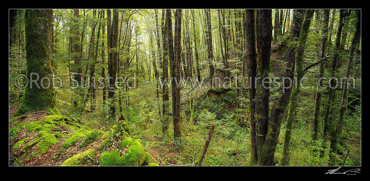 Image of Red Beech forest interior (Fuscospora fusca, Syn Nothofagus fusca) in Eglinton Valley, panorama, Fiordland National Park, Southland District, Southland Region, New Zealand (NZ) stock photo image